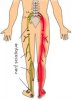 santé-nerf-sciatique-gp3.jpg