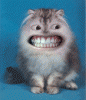 41155-lustige-katze-gif.gif