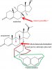 chromophore2.jpg