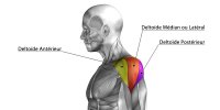 anatomia-muscolo-deltoide-spalla-fr.jpg