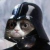 Photo chat et chien drole (star wars) - Forum bla bla bla - Wamiz