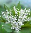 muguet-blanc.jpg