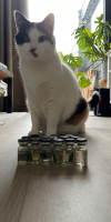 dutchbeercat.png