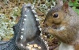 Eastern-Grey-Squirrel.jpg