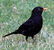 580px-Turdus_Merula_in_Saint_Sernin_Croped.jpg