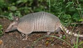 Dasypus_Armadillo.jpg