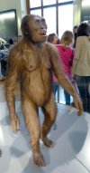 640px-NHM_-_Australopithecus_afarensis_Modell_2.jpg