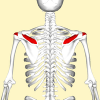 200px-Supraspinatus_muscle_back4.png