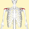 200px-Supraspinatus_muscle_frontal2.png