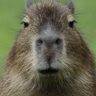 Capybara