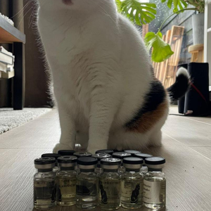 dutchbeercat.png