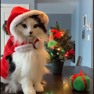 xmascat.gif