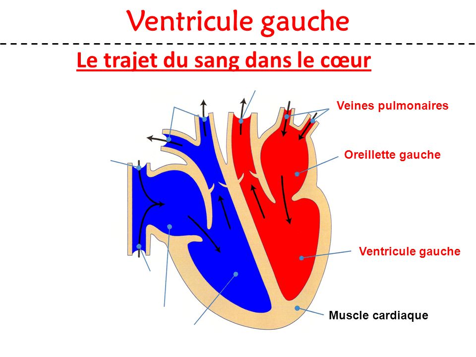 Le+trajet+du+sang+dans+le+c%C5%93ur.jpg