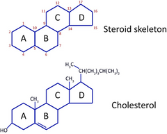 steroid_backbone_medium.png