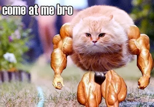 1283218486_cat-bodybuilders.jpg