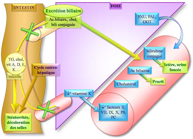 cholestase.jpg