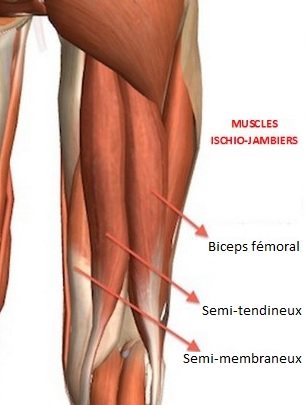 ischio-jambiers-semi-membraneux.jpg