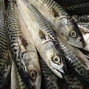 Acides gras et sport