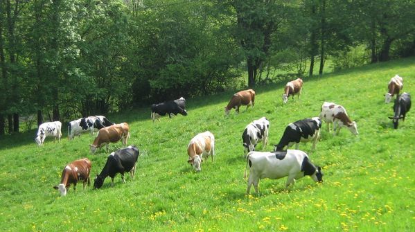 vaches-sur-le-pre.jpg