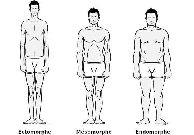 Somatotype-fr.jpg