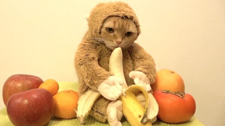 chat-singe-mange-banane.jpg